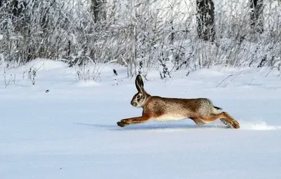 Заяц-русак (лат. Lepus europaeus) - Vovanpain Z — КОНТ