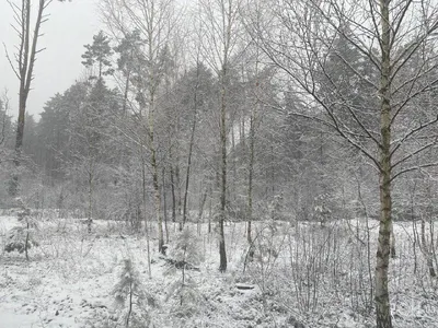 Снежные обои: красивые фоновые изображения