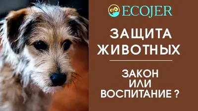 Чернышковский муниципальный район Волгоградской области - Всемирный день защиты  животных