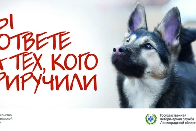 Всемирный день защиты животных - РИА Новости, 04.10.2021