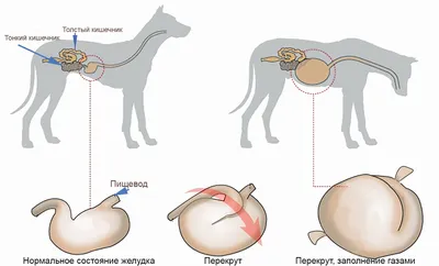 Заворот желудка у собак