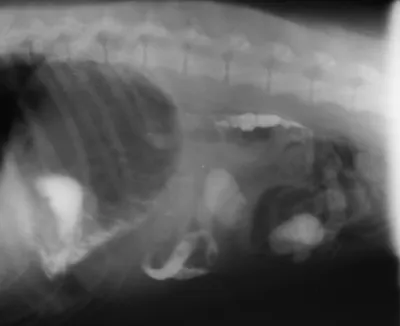 Заворот желудка у собак: почему важно как можно быстрее обратиться за  помощью | Ветеринарный центр \"Прайд\" | Дзен