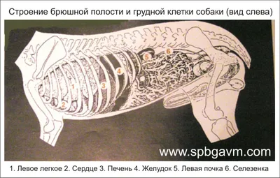 Синдром заворота желудка у собак