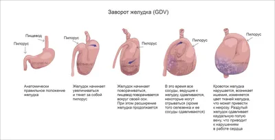 Заворот желудка у собак: почему важно как можно быстрее обратиться за  помощью | Ветеринарный центр \"Прайд\" | Дзен