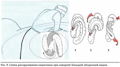 Заворот века у собаки