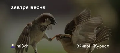 Завтра весна с мирными надеждами