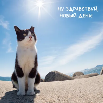 доброгоутрадрузья💕♥️💐#замечательногодня | TikTok