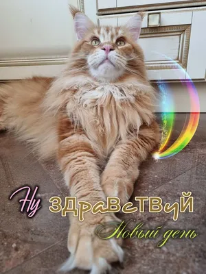 Здравствуй,новый день🌝 Доброе утро 💛 - YouTube