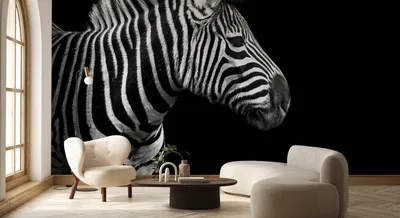 Zebra – remarkable wall mural – Photowall