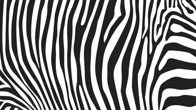 Zebra stripes pattern Wall Mural Wallpaper | Canvas Art Rocks – Canvas Art  Rocks US