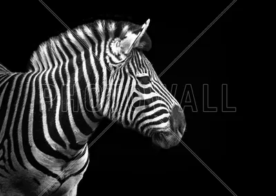 Zebra – remarkable wall mural – Photowall