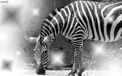 Zebra Wallpapers - Animal Spot