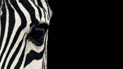 Zebras On Mobile Wallpaper Free Download Background, Zebra Pictures, Zebra,  Animal Background Image And Wallpaper for Free Download