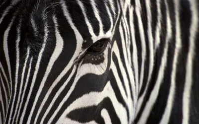 The most stunning zebra in the wild
