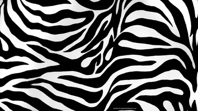Zebra Skin Print Picture HD Desktop #36728 #1444 Wallpaper | Zebra print  wallpaper, Animal print wallpaper, Cheetah print wallpaper