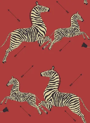 Zebra, animal, stripes, HD phone wallpaper | Peakpx