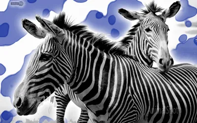 Safari Profile - Zebra – wall murals online – Photowall