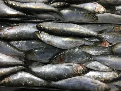 FRESH FISH РЫБНЫЙ БУТИК город Печора - бесплатная доставка рыбы и  морепродуктов