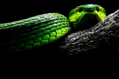Изображения Зеленой мамбы для любителей рептилий