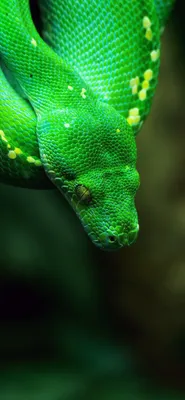 Изображения Зеленой мамбы - идеальный выбор для змееведов