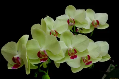 Зеленая орхидея фото фотографии