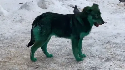 Зеленая собака фото фотографии