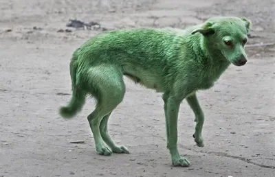 Зелёная Собака | Бар Москва