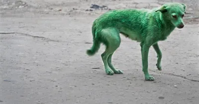 Зеленая собака в Запорожье - появилось видео - Новости Запорожья | Сегодня