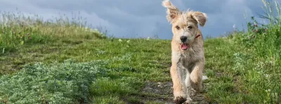 Самые-самые: 7 собак из Книги рекордов Гиннесса - Питомцы Mail.ru