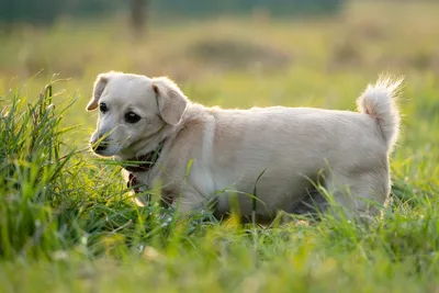 Бесплатные Коричневая собака на зеленой траве стоковые фотографии |  FreeImages