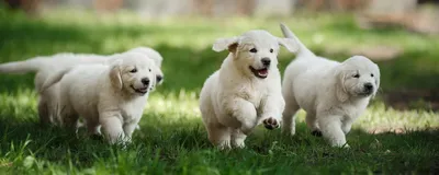В Канаде родился очень необычный щенок: его шерсть зеленого цвета