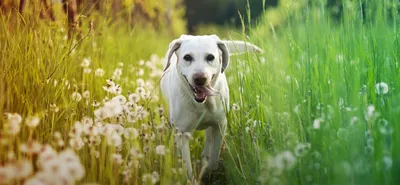 Колтуны - причины и способы их устранения у собак