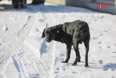 Черная собака с зелеными глазами - 80 фото