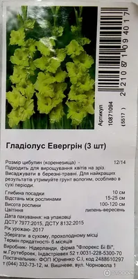 15 зеленых гладиолусов Рио | доставка по Москве и области