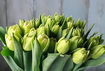 Зеленые тюльпаны фото