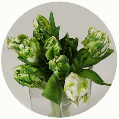 Зеленые тюльпаны фото фотографии
