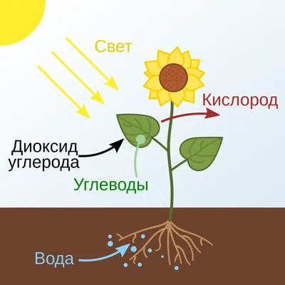 Желтый налет на языке