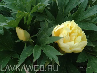 Набор для выращивания растений - Пион древовидный от Зеленый Капитал,  zk-007 - купить в интернет-магазине ToyWay.Ru