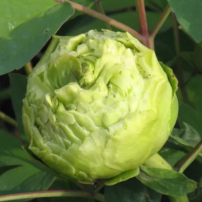 Пион Лу Сян Циу / Зелёный Шар (Paeonia Lu xiang qiu / Fragrant Green Ball)  купить в Москве по низкой цене из питомника, доставка почтой по всей России  | Интернет-магазин Подворье