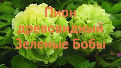 Пион древовидный Зеленые Бобы саженцы купить в Москве по цене от 1 410 руб.