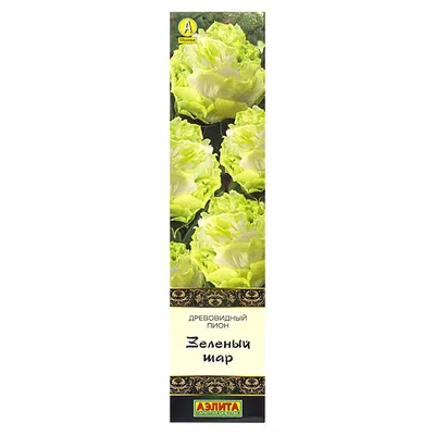 Зеленый пион стоковое фото. изображение насчитывающей цветок - 149697804