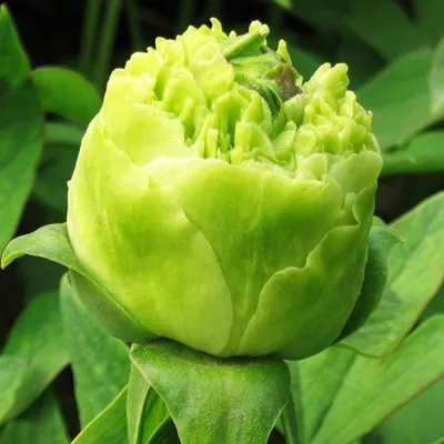 Пион древовидный Зеленые Бобы (paeonia suffruticosa) 🌿 обзор: как сажать,  саженцы пиона Зеленые Бобы - YouTube