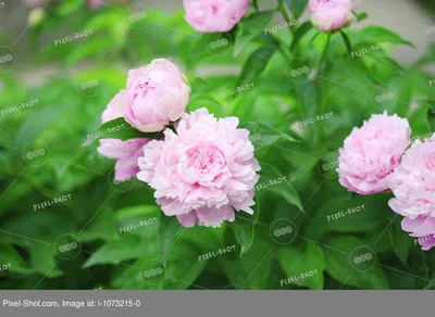 пионы цветут - розовый пион, розы с зеленый красить листьев Иллюстрация  штока - иллюстрации насчитывающей пионы, карточка: 110364898