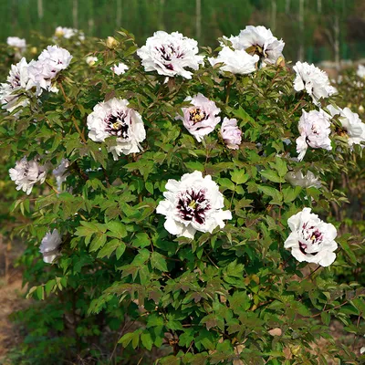 Красивые розовые пионы на зеленом кусте в саду :: Стоковая фотография ::  Pixel-Shot Studio