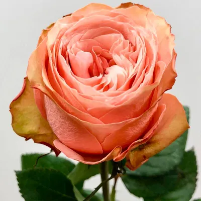 https://xn--80aefbvrodbz.xn--p1ai/catalog/sazhentsy-roz/rozy-sprej