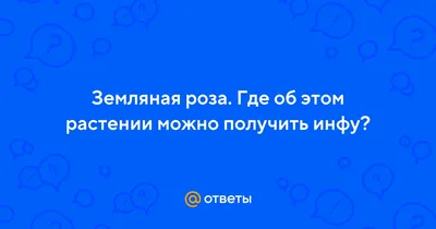 Роза флорибунда Фрезия (Friesia) купить саженцы почтой из питомника  «АГРОФОНД»