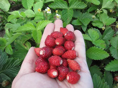 земляникой зеленой, или луговой (Fragaria viridis)