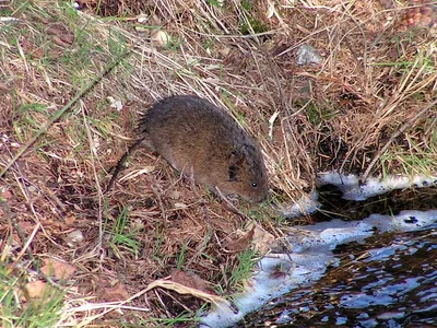 Мыши, водяные крысы, медведки и майские жуки: как отвадить от участка  злостных вредителей