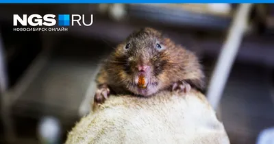 Как избавиться от земляных крыс на дачном участке - описание, фото, посадка  и уход | ARTEM-SAD.RU