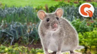 Земляная крыса на садовом участке: способы избавления от вредителя |  Огородные шпаргалки | Дзен